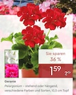 Pflanzen Kölle Teltow - Geranie Angebot im Prospekt Geranie bei Pflanzen Kölle im Teltow Prospekt für 1,59 €
