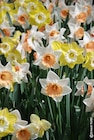 Gamm vert Montbard - Promo Mélange de tulipes ou narcisses Promo Mélange de tulipes ou narcisses à 11,99 € dans le catalogue Gamm vert à Montbard