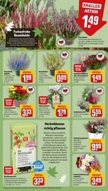 Zimmerpflanzen Angebote im Prospekt "Dein Markt" von REWE auf Seite 11