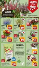 Blumenerde Angebote im Prospekt "Dein Markt" von REWE Blumenerde Angebote im Prospekt "Dein Markt" von REWE auf Seite 11