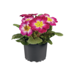 Primula acaulis im Lidl Prospekt Primula acaulis im aktuellen Lidl Prospekt für 0,79 €