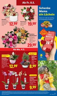 Orchidee im Lidl Prospekt "LIDL LOHNT SICH" mit 73 Seiten (Bielefeld)