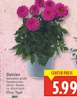Aktuelle Blumen Angebote bei E center in Berlin Aktuelles Dahlien Angebot bei E center in Berlin ab 5,99 €