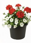 Blumentopf »Cilindro« im Angebot bei Wreesmann in Freiberg Blumentopf »Cilindro« Angebote bei Wreesmann Freiberg für 1,99 €