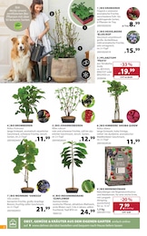 Dehner Garten-Center Pflanztopf im Prospekt 