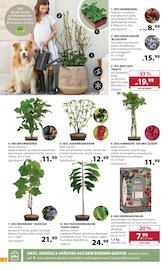 Aktueller Dehner Garten-Center Prospekt mit Erdbeeren, "Aktuelle Angebote", Seite 2