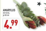 Aktuelles Amaryllis Angebot bei Marktkauf in Dortmund ab 4,99 €