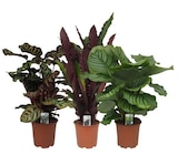 Calathea à Carrefour dans Saint-Arnoult