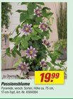 Passionsblume Angebote bei toom Baumarkt Stralsund für 19,99 €