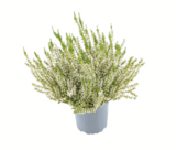 toom Baumarkt Herrenberg - Knospenheide Angebot im Prospekt Knospenheide bei toom Baumarkt im Herrenberg Prospekt für 0,99 €
