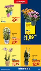 Promos Chrysanthèmes dans le catalogue "La rentrée des économies !" de Lidl Chrysanthèmes en promo dans le catalogue Lidl à la page 29