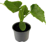 Gurkenpflanzen Angebote von GROW by OBI bei OBI Krefeld für 2,99 €