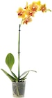 Orchidee bei Netto mit dem Scottie im Ahrensburg Prospekt für 4,99 €