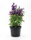 Pfirsichsalbei Angebote bei ROSENGUT Langerwisch Potsdam für 7,99 €