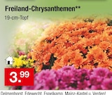 Freiland-Chrysanthemen im aktuellen Zimmermann Prospekt