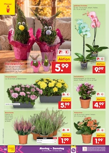 Pflanzen im aktuellen Netto Marken-Discount Prospekt (Braunschweig) Pflanzen im Netto Marken-Discount Prospekt "Aktuelle Angebote" mit 68 Seiten (Braunschweig)