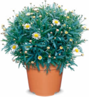 Margeritenbusch für 4,99 € bei Netto Marken-Discount im Angebot Margeritenbusch im aktuellen Netto Marken-Discount Prospekt