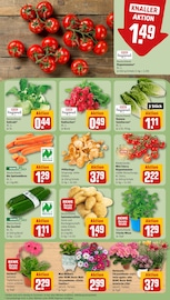Zucchini im REWE Prospekt in Ulm Aktueller REWE Prospekt mit Zucchini, "Dein Markt", Seite 7
