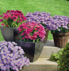 Herbstaster bei OBI im Leingarten Prospekt für 1,99 €