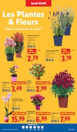 Orchidée Angebote im Prospekt "Le vrai prix des bonnes choses" von Lidl Orchidée Angebote im Prospekt "Le vrai prix des bonnes choses" von Lidl auf Seite 29