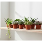 Succulentes - Carrefour à Tours Succulentes en promo chez Carrefour Tours à 1,99 €