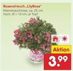 Netto Marken-Discount Lugau - Rosenstrauch „LilyRose“ Angebot im Prospekt Rosenstrauch „LilyRose“ bei Netto Marken-Discount im Lugau Prospekt für 3,99 €