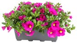 Beet- oder Balkonpflanze Angebote bei Penny Detmold für 4,99 €