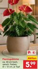 Aktuelle Pflanzen Angebote bei Netto Marken-Discount in Jena Aktuelles Flamingoblume Angebot bei Netto Marken-Discount in Jena ab 5,99 €
