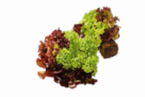 Aktuelles Salat mit Wurzelballen Angebot bei Netto Marken-Discount in Duisburg ab 0,74 €