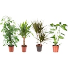 Plantes vertes dans le catalogue Carrefour