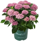 Hortensie XL im Angebot bei REWE in Königswinter Hortensie XL Angebote von Magical bei REWE Königswinter für 15,00 €
