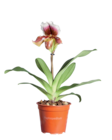 Orchidée Paphiopedilum 'American Hybride' en promo chez Lidl Villeneuve-d'Ascq à 12,99 €