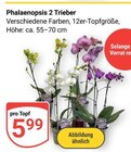 Phalaenopsis 2 Trieber im Angebot bei GLOBUS in Erfurt Phalaenopsis 2 Trieber Angebote bei GLOBUS Erfurt für 5,99 €