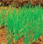 Oignons à repiquer ”Stuttgarter Riesen” dans le catalogue Norma