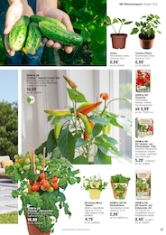 Gurkenpflanze Angebot im aktuellen OBI Prospekt auf Seite 17