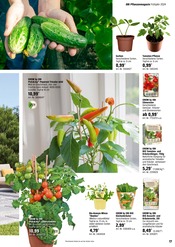 Aktueller OBI Prospekt mit Gurkenpflanze, "HALLO FRÜHLING!", Seite 17