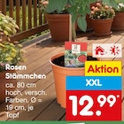 Rosen Stämmchen  im aktuellen Netto Marken-Discount Prospekt für 12,99 €
