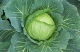 Promo Choux à 2,99 € dans le catalogue Gamm vert à Écuelles