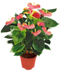 Aktuelle Blumen Angebote bei Kaufland in Mannheim Aktuelles Flamingoblume Angebot bei Kaufland in Mannheim ab 6,99 €