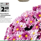 Chrysantheme „Chrysanthemum indicum“ im Hagebaumarkt Prospekt Chrysantheme „Chrysanthemum indicum“ im aktuellen Hagebaumarkt Prospekt für 2,49 €