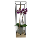 Orchidée déco en promo chez Carrefour Nantes à 13,99 €