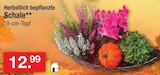 Aktuelle Blumentopf Angebote bei Zimmermann in Hildesheim Aktuelles Herbstlich bepflanzte Schale Angebot bei Zimmermann in Hildesheim ab 12,99 €