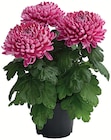 Deko-Chrysanthemen im Angebot bei Wreesmann in Stade Deko-Chrysanthemen Angebote bei Wreesmann Stade für 5,99 €