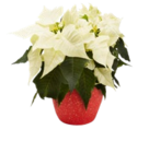 Weihnachtsstern  im aktuellen Kaufland Prospekt für 6,99 €