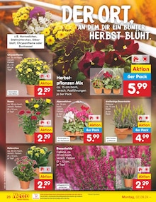 Blumen im Netto Marken-Discount Prospekt "Aktuelle Angebote" mit 54 Seiten (Mönchengladbach)