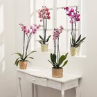 Orchidée Phalaenopsis en promo chez Carrefour Market Nîmes à 7,99 €