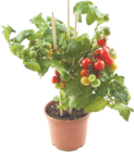 Balkontomaten von  im aktuellen V-Markt Prospekt für 3,99 €