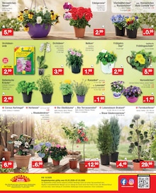 Obstbaum im Zimmermann Prospekt "Aktuelle Angebote" mit 12 Seiten (Bremen)