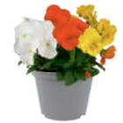 Aktuelle Blumen Angebote bei toom Baumarkt in Rostock Aktuelles Hornveilchen/Stiefmütterchen Angebot bei toom Baumarkt in Rostock ab 0,79 €