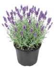 Thomas Philipps Castrop-Rauxel - Lavendel Angebot im Prospekt Lavendel bei Thomas Philipps im Castrop-Rauxel Prospekt für 2,29 €